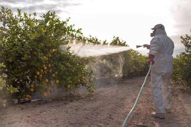 Best Affordable Pest Control Services  in Rock Creek, AL