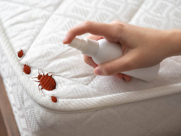 Best Pest Inspection Near Me  in Rock Creek, AL